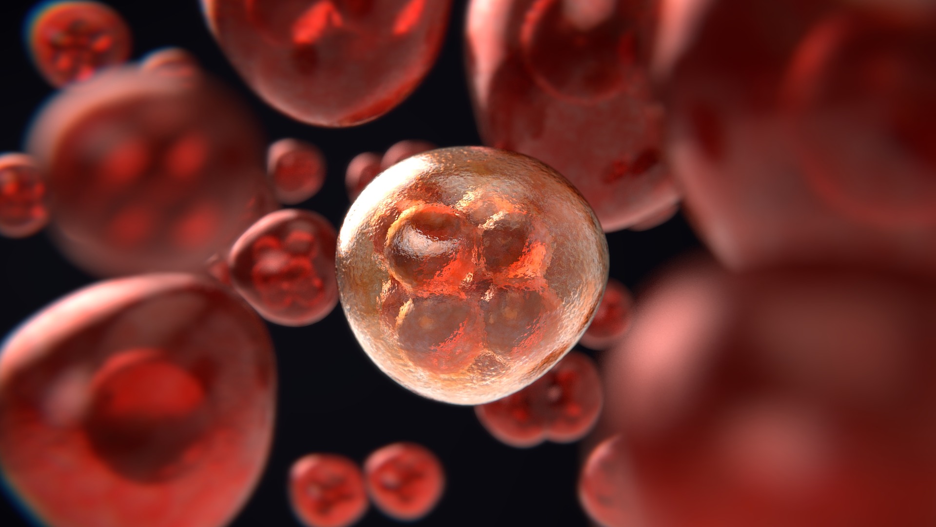 cellules sang globules graphique illustration thérapie cellulaire autologue CAR-T